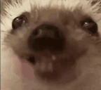 xdd emote