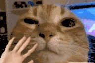 wuhhi emote