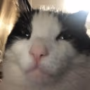 MewingCat emote