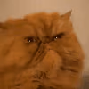 pissedcat emote