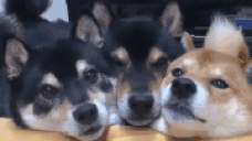 FRENS animated emote