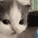 catSTARE emote