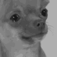 dog_cry emote