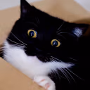 boobsUltraShock emote