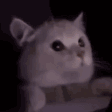 LightmodeCat animated emote