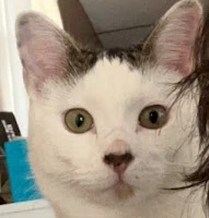 CatscuseMe emote