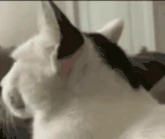 KAVO emote