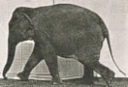 ElephantWalking emote