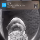 motion emote