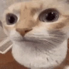 huhcat emote