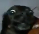 CACHORROPUTO emote