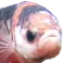 835488230803505182 emote