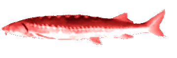 EvilJoel emoji