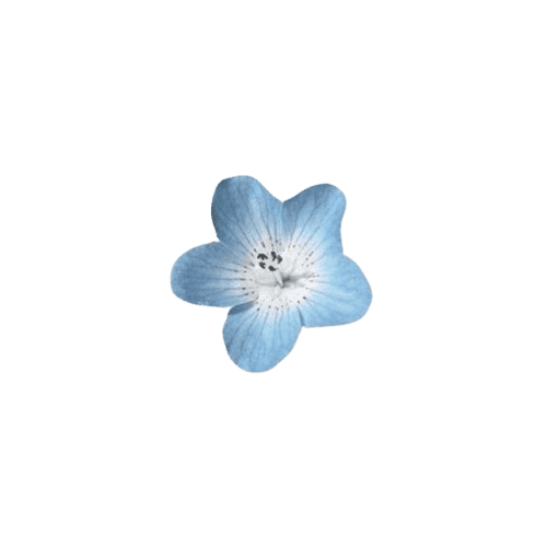 blue_flower static emote