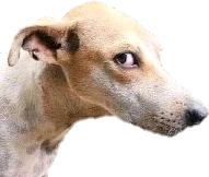 Dog_stare emote