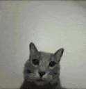 GOCATYOURSELF emote