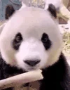 VeryPog emote