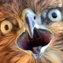falconwtf2 emote