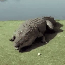 CrocExplosion emote