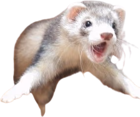 Ferret_attack emote