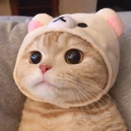 Kittystareeeee emote