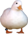 cute_duck emote