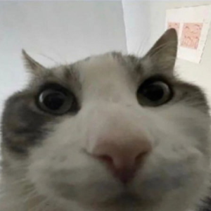 smallkitten774 avatar