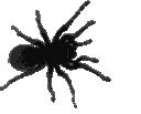 spider emote