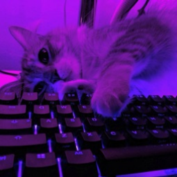 maxnebulayt avatar