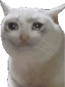 sadcat_blink emote