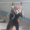 Red_Panda_Swole animated emote