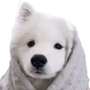 comfyDoggy emote