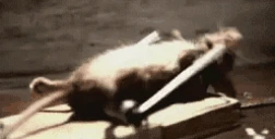 RatTraining emote