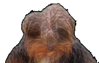 bbNOWAY emote