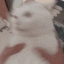 catwobblehead emote