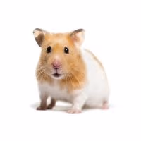 Hampter2 emote