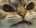 Grrr emote