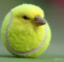 menis emote
