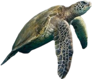 turtle emote