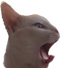 other_cat emote