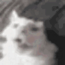 funnywhitecat8 animated emote