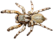 WEBS static emote