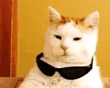 CatWicked emote