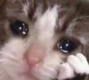 CE_CloseUpCrine emote