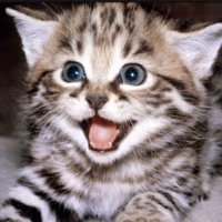 kitty_what emote