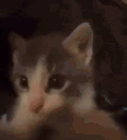 CatKiss emote