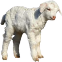 baby_sheep_goat emote