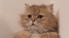 eh emote