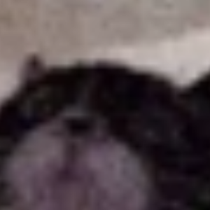 acornth avatar