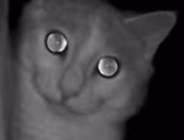 aceStare emote